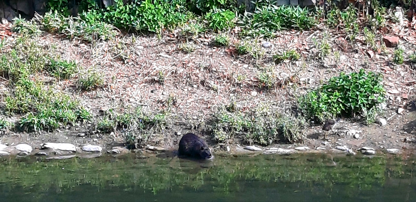 8 Luglio 2026_ViaBertelli_Nutria